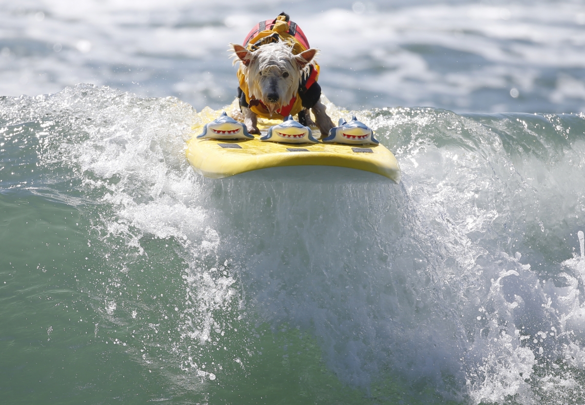 Surfer Dog Joey