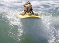 Surfer Dog Joey
