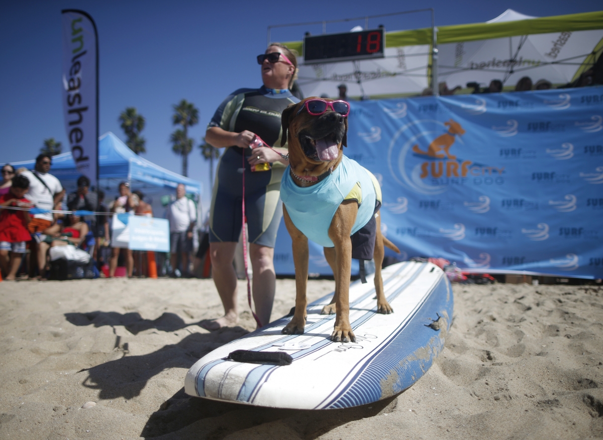 Roxy the Surfer Dog waits to surf at the 6th Annual Surf City surf dog contest