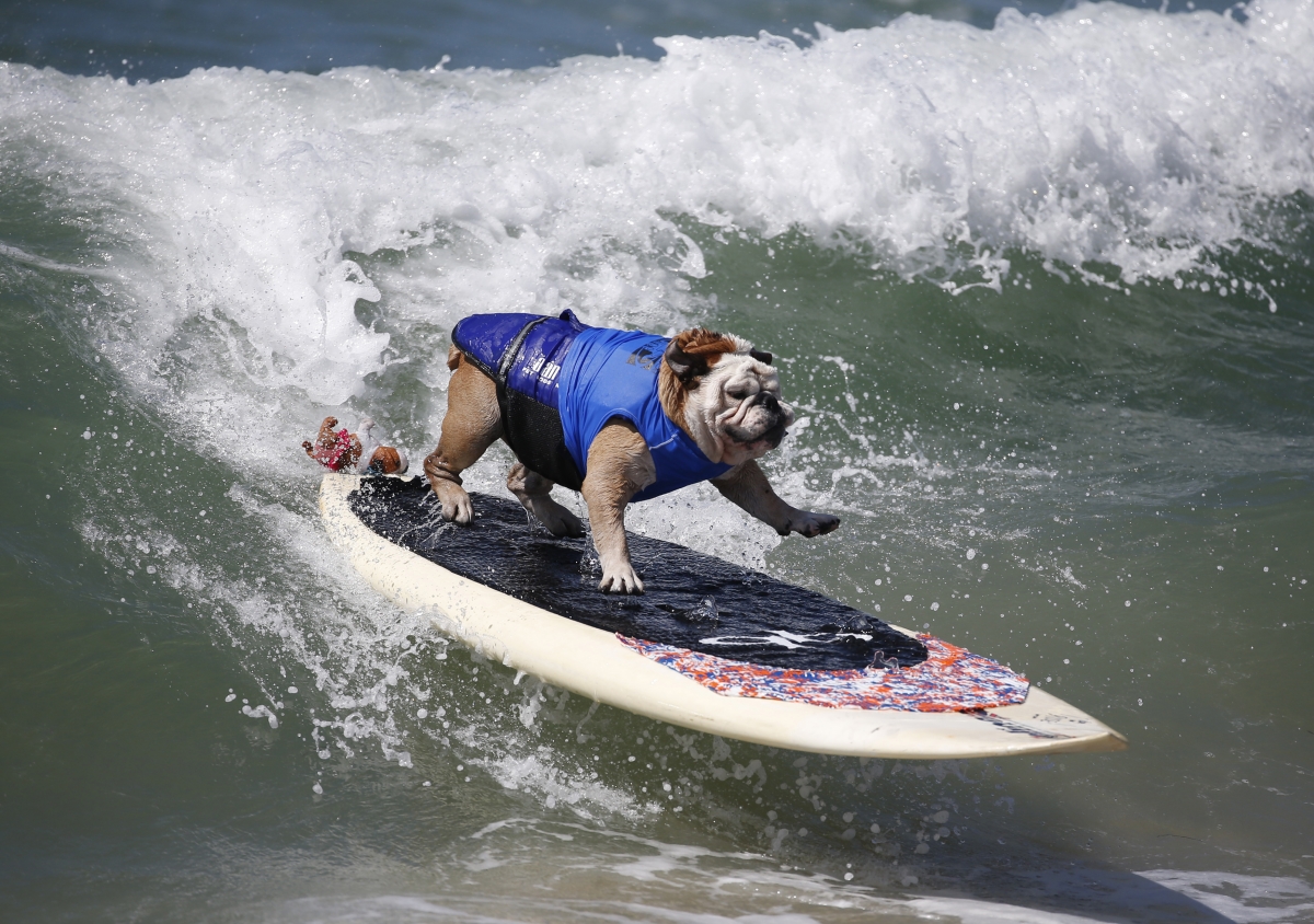 Surfer Dog Tillman at the Surf City surf dog contest in California Beach