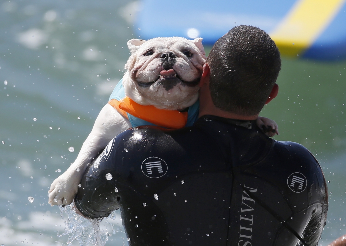 Annual Surf City surf dog contest