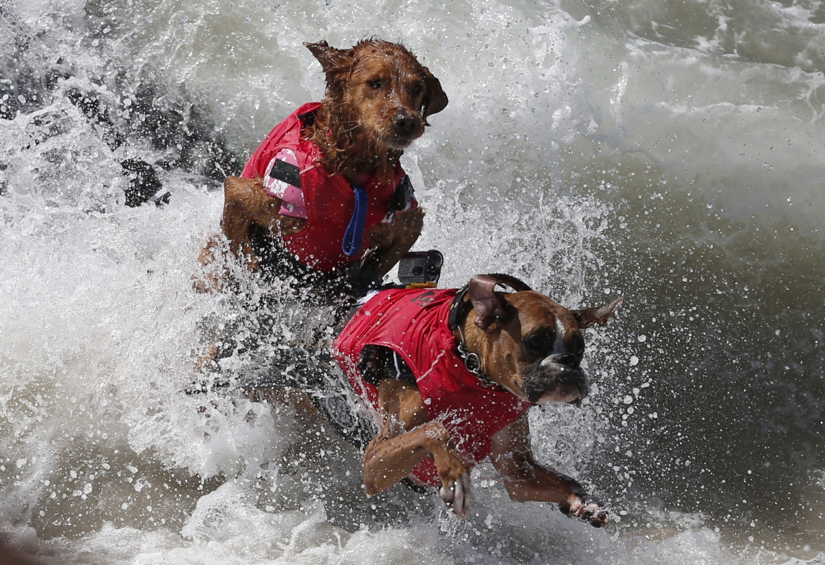Annual Surf City surf dog contest