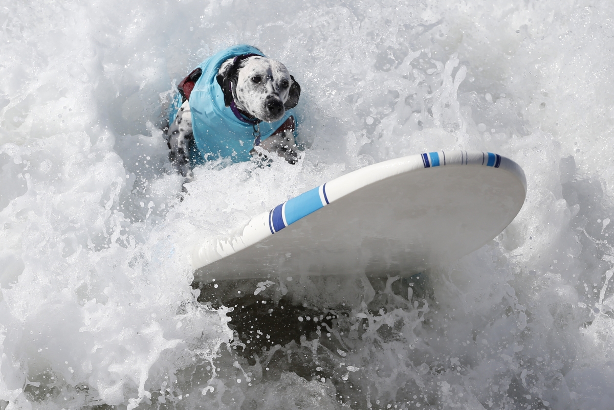 Annual Surf City surf dog contest