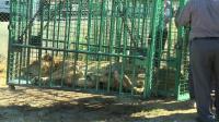 gaza-sends-lions-to-jordan-after-war-damages-zoo