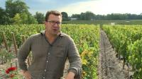 hot-september-to-give-bordeaux-wine-optimal-maturity