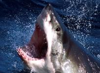 Great White shark
