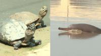 dolphins-and-turtles-under-threat-in-pakistan