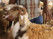Eid al-Adha 2014: Facts on Islamic festival commemorating Abraham's willingness to follow Allah's command to sacrifice his son Ishmael.