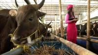 indonesians-snap-up-luxury-cows-for-eid-festival