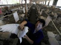 Fearing an imminent terrorist attack, Chinese officials searched thousands of pigeon bums to find bombs