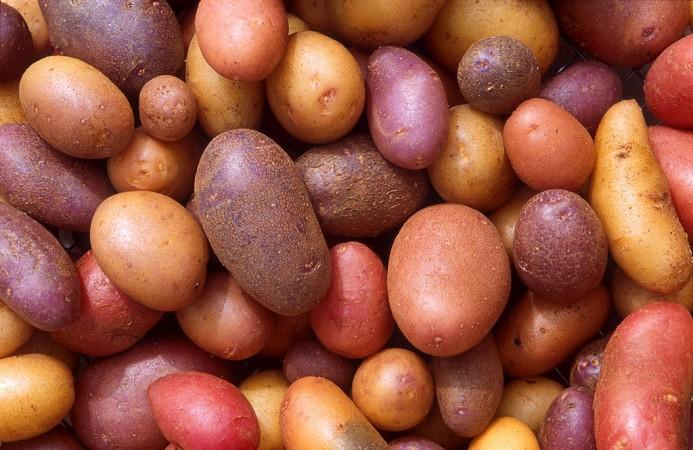 CM Banerjee stressed the priority of ensuring adequate supply for Bengal Potatoes