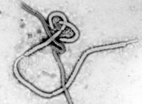Reports are claiming that Islamic State militants are conspiring to infect jihadists with Ebola and send them to America.