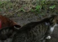 cat leads the way for blind dog