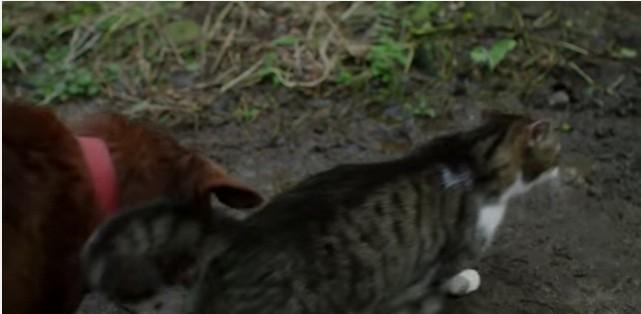 Pudditat, a top cat, leads the way for Tervel, a blind and partially deaf dog cat leads the way for blind dog