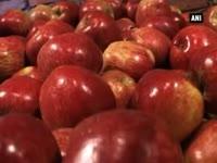 eating-apples-helps-prevent-obesity-disorders