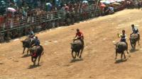 thai-buffalo-farmers-swap-paddy-fields-for-race-track
