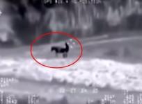 The footage shows the heat signatures given off by the animal and a man, who appears to be having intercourse with it.