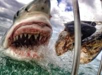 Schoolteacher Clicks Selfie with Great White Shark? Photo Goes Viral