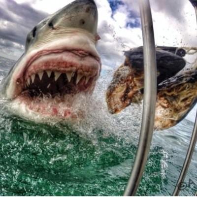 Schoolteacher Captures Great White Shark Photo Schoolteacher Clicks Selfie with Great White Shark? Photo Goes Viral