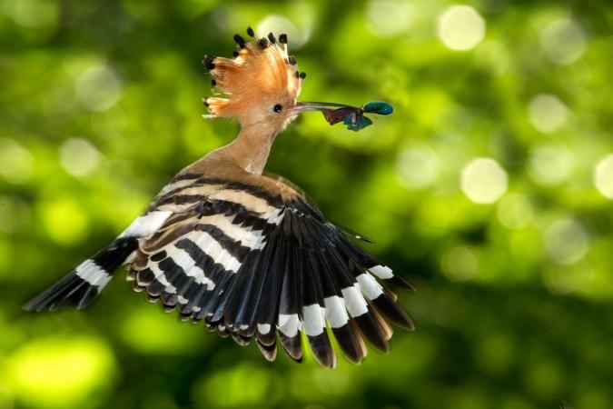Hoopoe. Hudhud