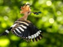 Hoopoe. Hudhud