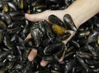 Most Dangerous Alien Species: Toxic Mussels found in Britain's Wetlands