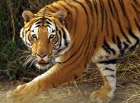 Tigress