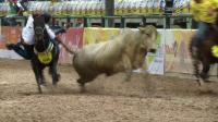 latino-cowboys-gather-in-colombia-for-coleos-world-cup