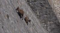 alpine-ibex-defies-gravity-on-italian-near-vertical-dam