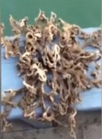 Alien sea monster caught by Singapore fishermen