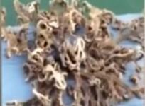 Alien sea monster caught by Singapore fishermen