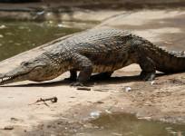 Horrified Mother calls Cops After Spotting Crocodile in Garden, turns out to be Inflatable Toy