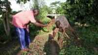 traditional-farming-methods-gaining-ground-in-mali