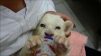 white-lion-cubs-born-in-belgrade-zoo