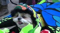 pampered-pooches-dress-up-for-ny-halloween-parade