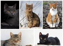 National Cat Day 2014: here are 10 quotes and 5 Videos to celebrate the love for felines.