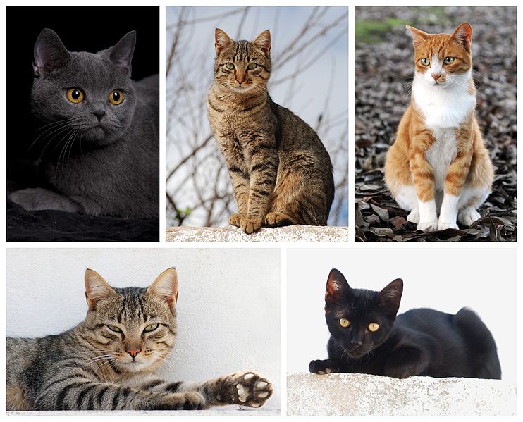 National Cat Day 2014: here are 10 quotes and 5 Videos to celebrate the love for felines. National Cat Day 2014: here are 10 quotes and 5 Videos to celebrate the love for felines.