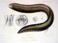 Brazilian man has to surgically remove the giant lungfish stuck in his anus