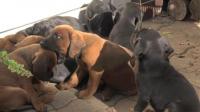 first-litter-born-to-new-dog-breed-in-slovakia