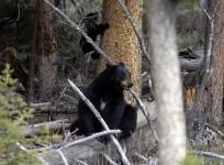 Black bear