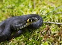 snake