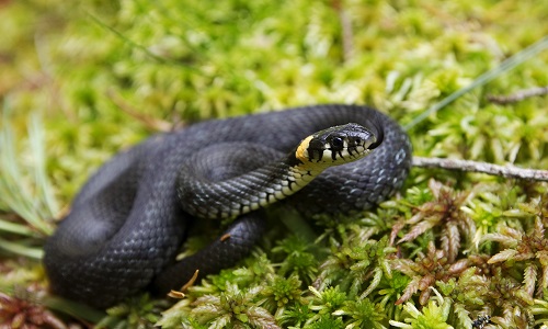 snake