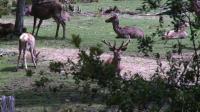 invasive-species-in-chile-a-threat-to-biodiversity
