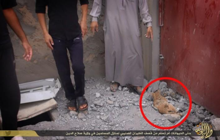 An ISIS Media picture shows a dead cat following the US lead coalition airstrike in ISIS-held areas of Salahuddin province in Iraq. An ISIS Media picture shows a dead cat following the US lead coalition airstrike in ISIS-held areas of Salahuddin province in Iraq.