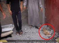 An ISIS Media picture shows a dead cat following the US lead coalition airstrike in ISIS-held areas of Salahuddin province in Iraq.