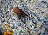 'Swachh Bharat Abhiyan'