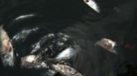 Representational image Dead fish litter Brazil's Guanabara Bay for past three weeks
