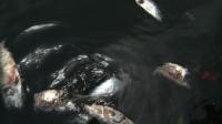 dead-fish-litter-brazils-guanabara-bay-for-past-three-weeks