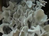 mushroom-cultivation-gains-popularity-as-an-alternative-farming-option-in-the-northeast