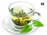 how-green-tea-protects-your-brain-during-spinal-cord-injury
